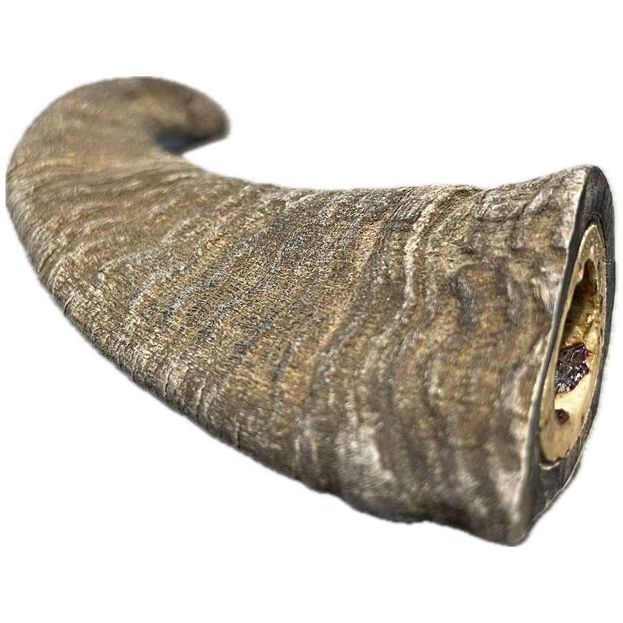 Goat Horn - Large