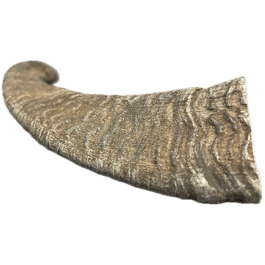 Goat Horn - Large
