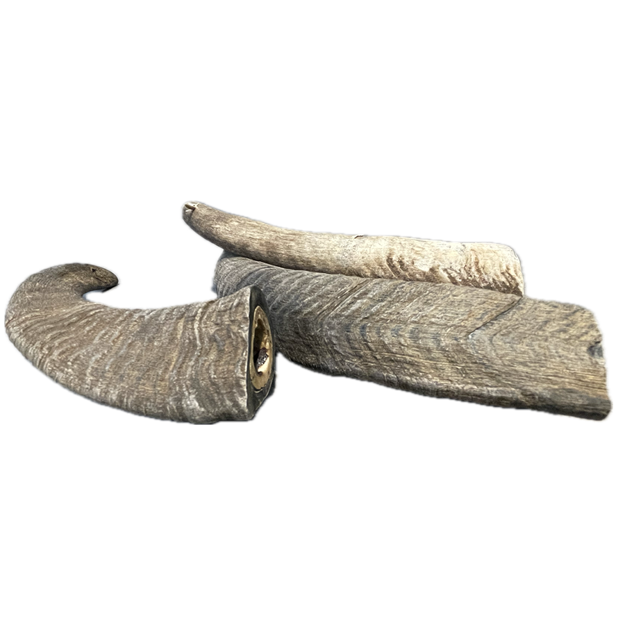 Goat Horn - Small