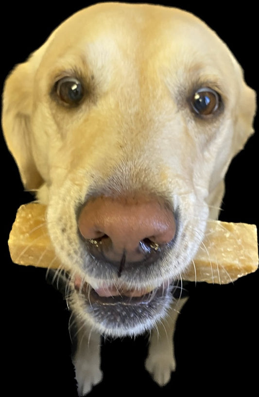 Unleashing the Benefits: Why Yak Chews, Crafted from Natural Goodness, are a Paw-some Choice for Your Furry Friend