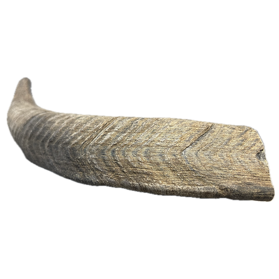 Goat Horn - Medium