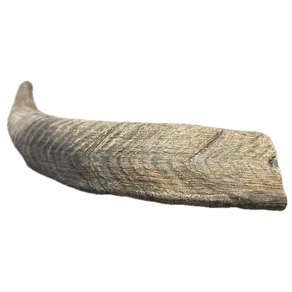 Goat Horn - Medium