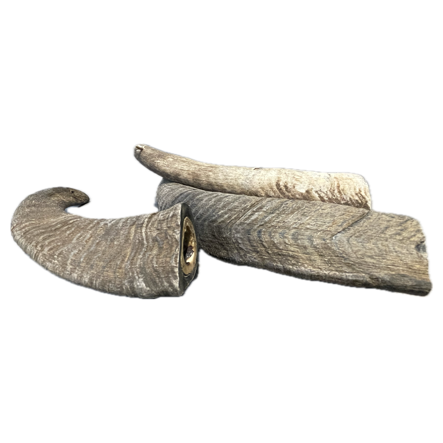 Goat Horn - Medium