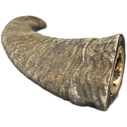 Goat Horn - Large