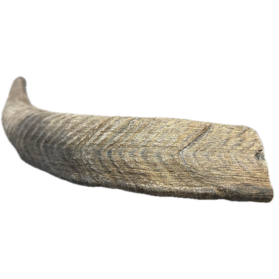 Goat Horn - Large