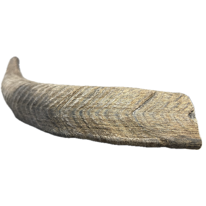 Goat Horn - Large