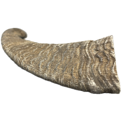 Goat Horn - Large