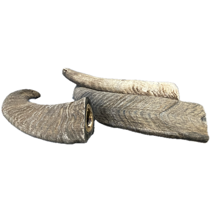 Goat Horn - Large