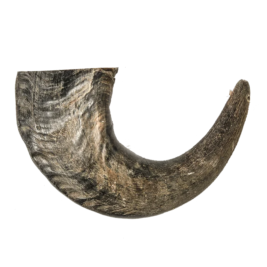 Water Buffalo Horn - Large