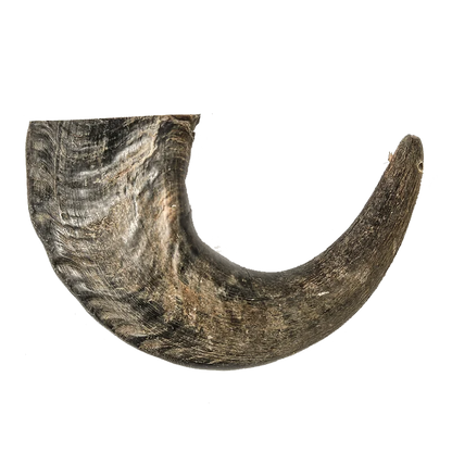 Water Buffalo Horn - Large