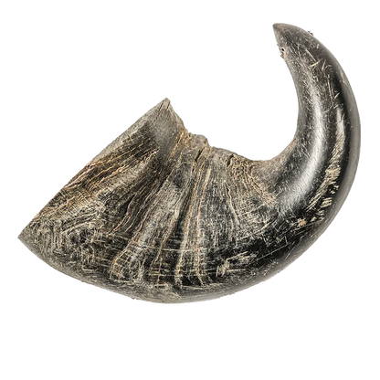 Water Buffalo Horn - Large