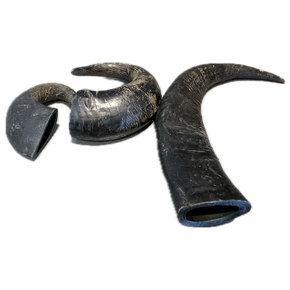 Water Buffalo Horn - Large